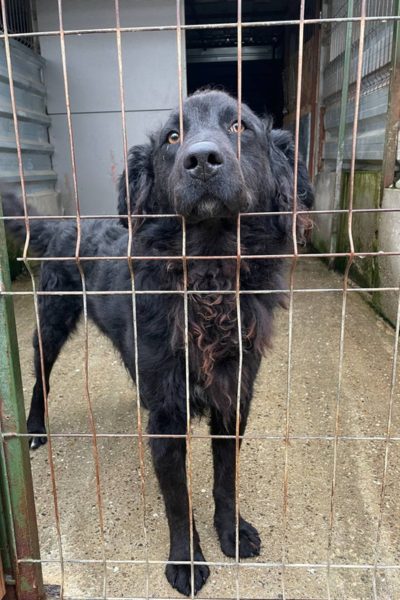 Yoru schaut durch das Gitter.