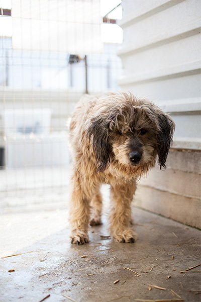 Suri im Shelter schaut traurig in die Kamera