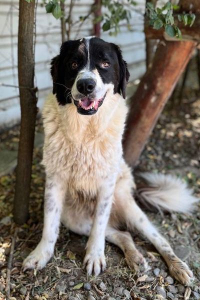 Rüde Edmund sitzt und schaut freudig in die Kamera.