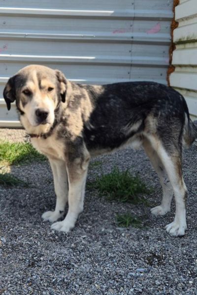 Rüde sieht in die Kamera