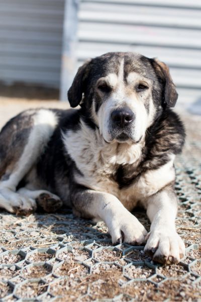 Hund sieht entspannt in die Kamera