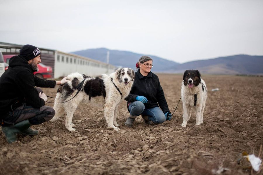 Tierpflegerin Alina hockt in der Mitte von zwei großen Hunden auf einem Feld neben dem Tierheim
