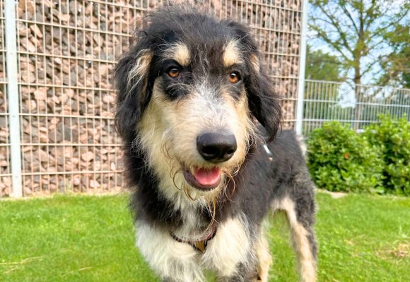 Brauner Hund mit heller Schnauze steht auf einer Wiese