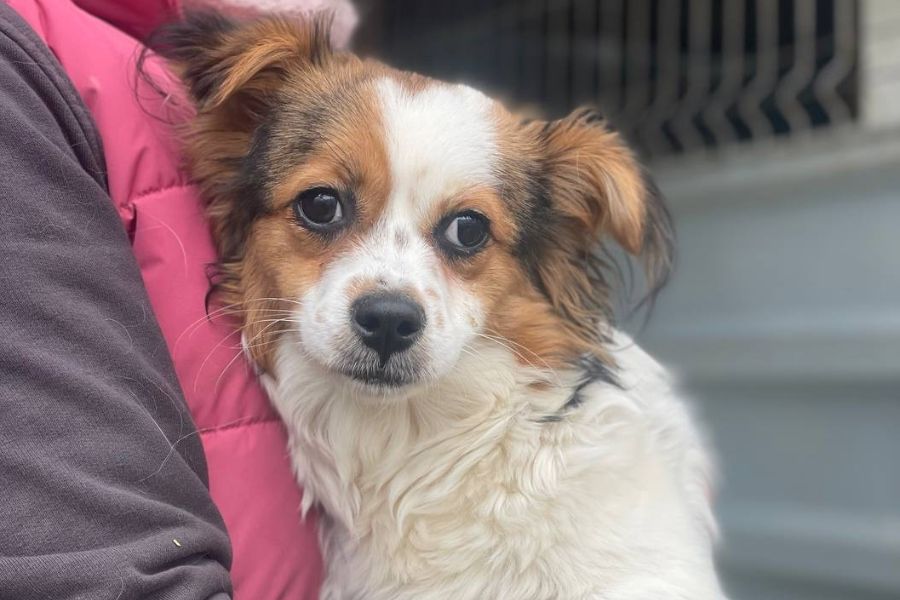 Hund sieht in die Kamera