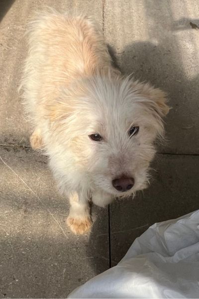 Der helle Junghund Kito schaut nach oben in die Kamera