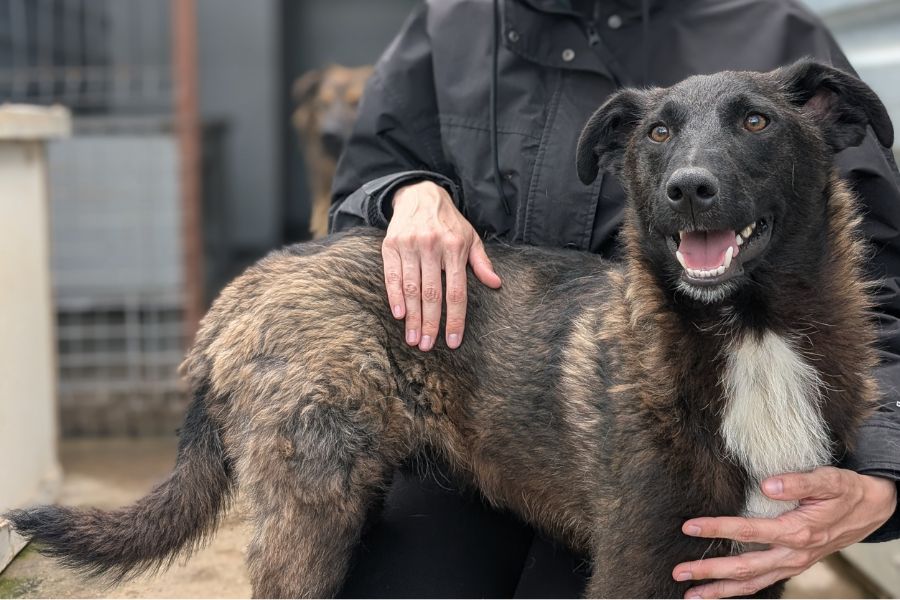 Pero schaut in die Ferne und wird gestreichelt