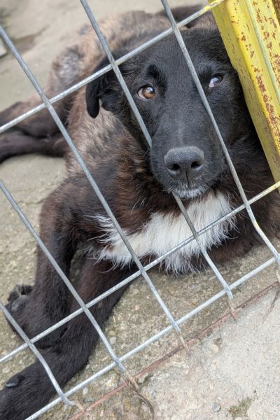 Hund schaut aus dem Zwinger und liegt am Boden