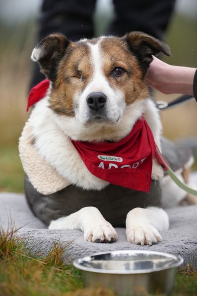 Hündin Ivana liegt und schaut aufmerksam in die Kamera.