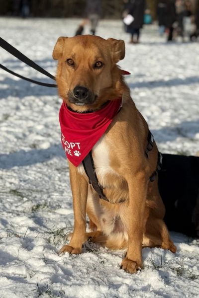 Peer sitzt beim Bark Date.