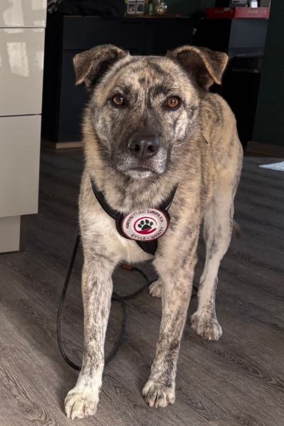 Tiger steht und schaut aufmerksam in die Kamera.