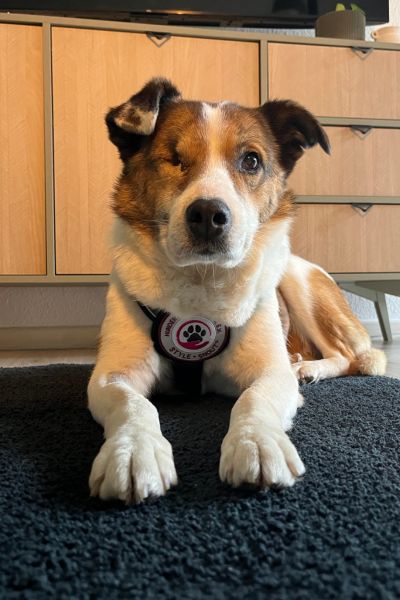 Ivara liegt und schaut neugierig in die Kamera.