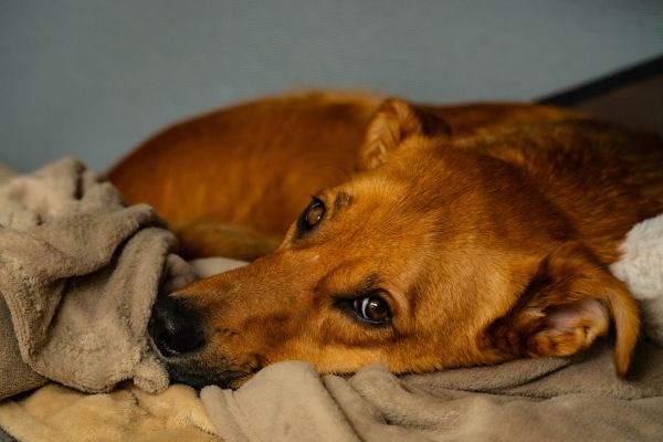 Peer liegt eingekuschelt und schaut zur Kamera.