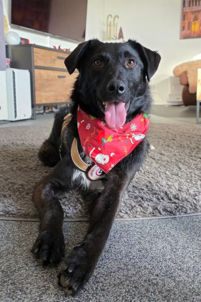 Rüde Pero liegt und hechelt.