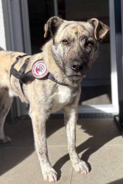 Tiger schaut in die Kamera.