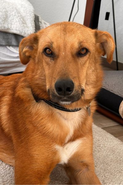 Peer schaut schläfrig in die Kamera.