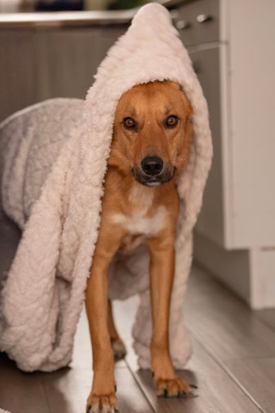 Rüde Peer trägt einen Bademantel.