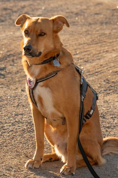 Rüde Peer sitzt draußen und schaut aufmerksam zur Seite.