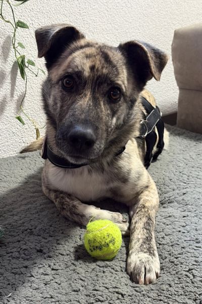 Rüde Tiger liegt vor seinem Tennisball.