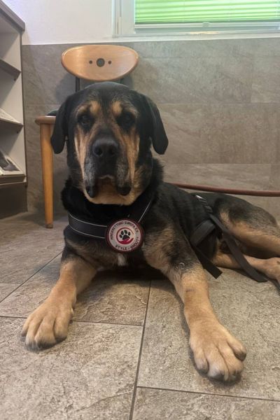 Vinur liegt und schaut in die Kamera