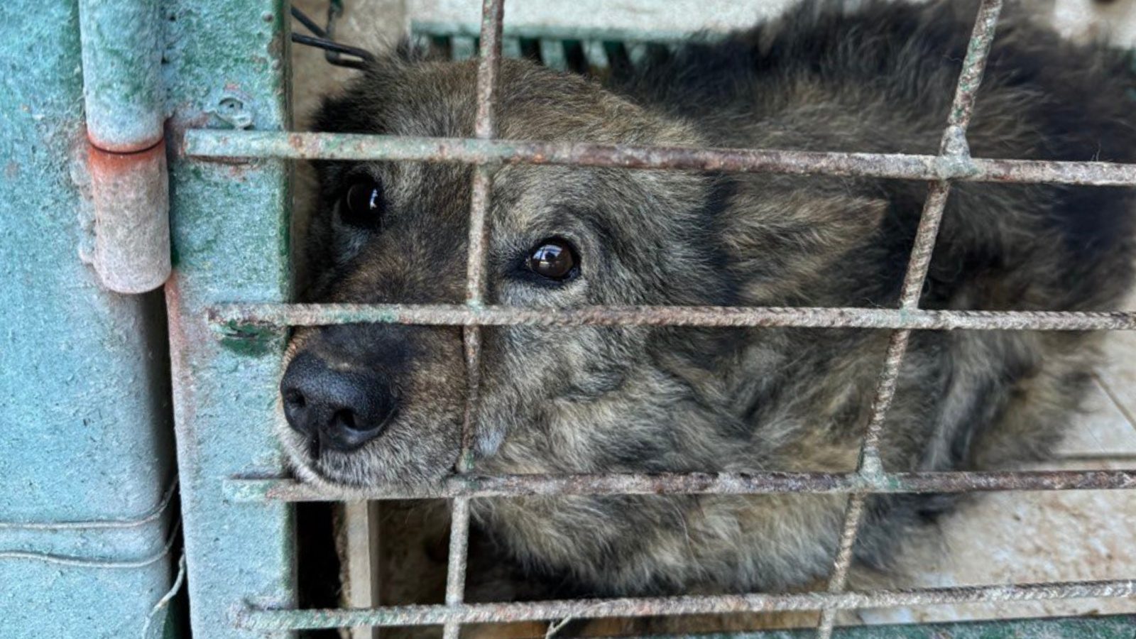 Hund in der Tötungsstation schaut durchs Gitter