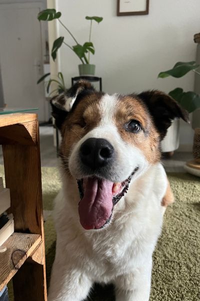 Ivana schaut hechelnd und fröhlich in die Kamera.