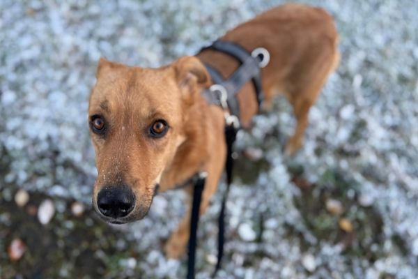 Rüde Peer schaut beim Spaziergang hoch in die Kamera.