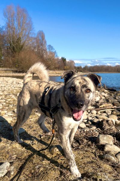 Rüde Tiger schaut glücklich in die Kamera.