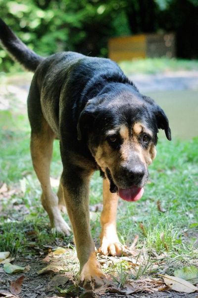 Vinur läuft auf die Kamera zu.