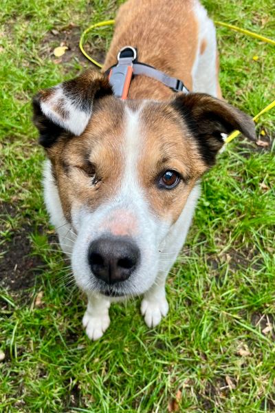 Hündin Ivara schaut neugierig hoch in die Kamera.