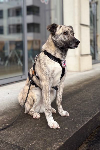 Rüde Tiger sitzt und schaut aufmerksam