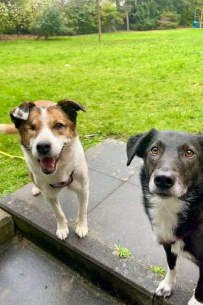 Hündin Ivara steht neben einem anderen Hund