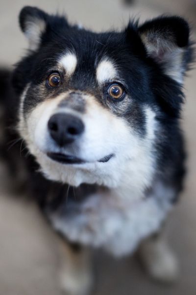 Rüde Roderick blickt neugierig in die Kamera.