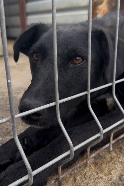 Der schwarze Rüde Pero schaut in die Kamera.