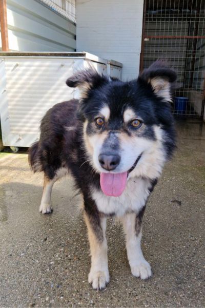 Roderick, ein schwarz-beiger Rüde, schaut in die Kamera.