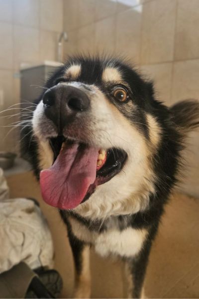 Rüde Roderick blickt neugierig in die Kamera.