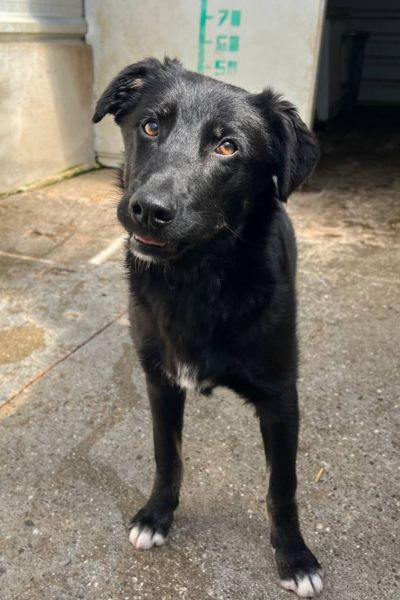 Schwarzer Hund Torte schaut in die Kamera.