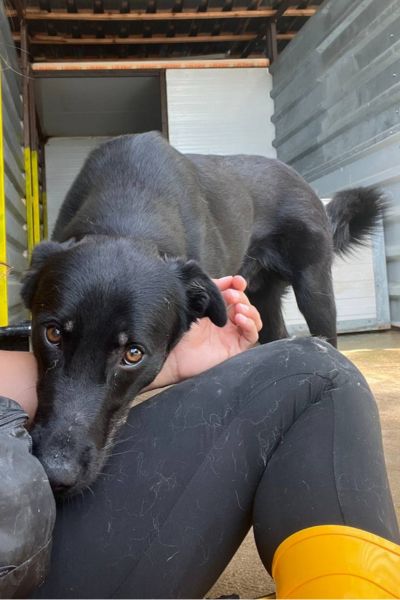 Schwarzer Hund Torte schaut in die Kamera.