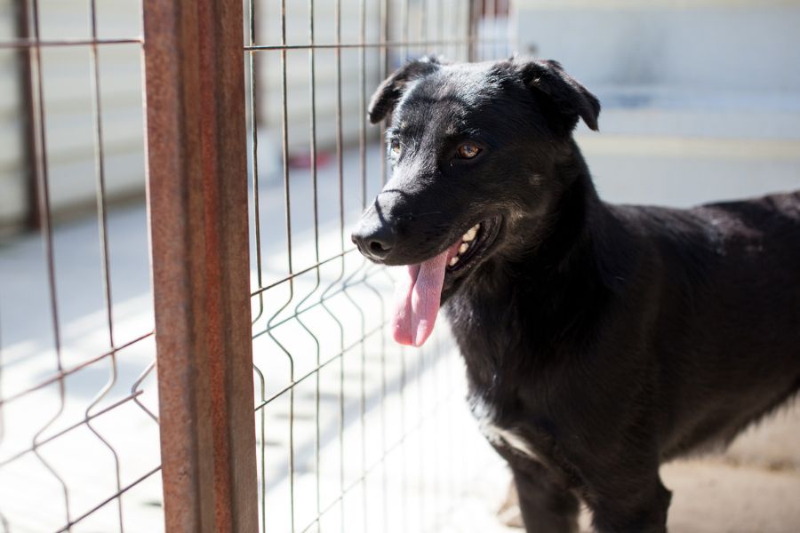 Torte schaut sehnsüchtig aus dem Zwinger.
