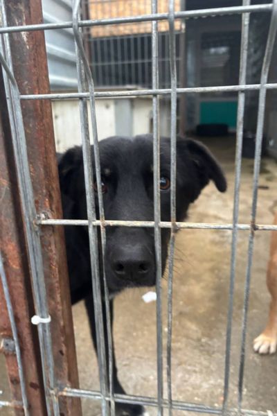 Sorte schaut sehnsüchtig und traurig aus dem Zwinger.