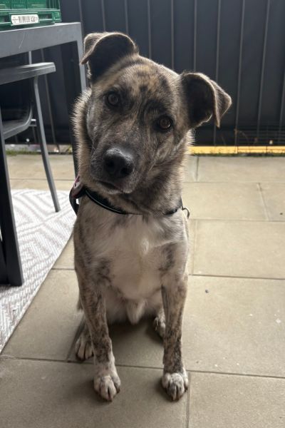 Rüde Tiger sitzt und schaut mit schief gelegtem Kopf.