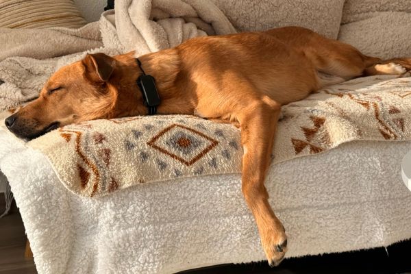 Rüde Peer schläft ausgestreckt auf dem Sofa.