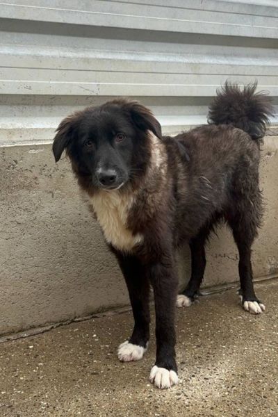Schwarz weißer Hund steht in seinem Zwinger