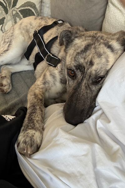 Rüde Tiger liegt an seine Menschen gekuschelt.