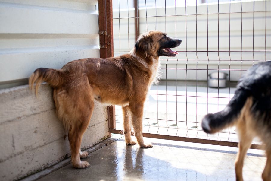 Brauner Hund steht am Gitter und schaut raus.