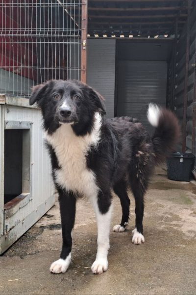 schwarz-weiße Hündin steht im Zwinger und schaut in die Kamera