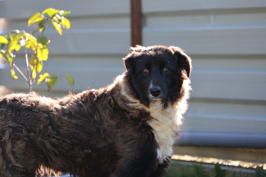 Schwarz weiße Hündin schaut zur Seite