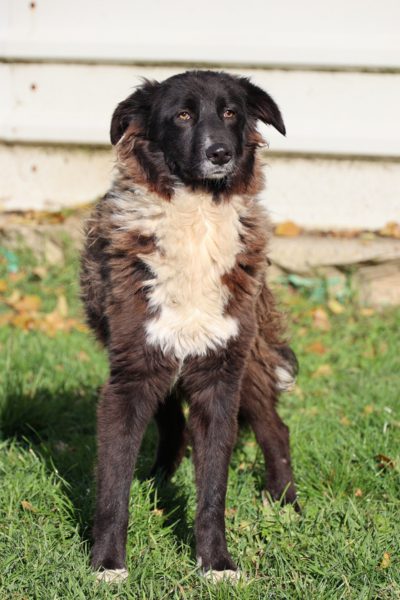 Schwarz weiße Hündin steht auf der Wiese