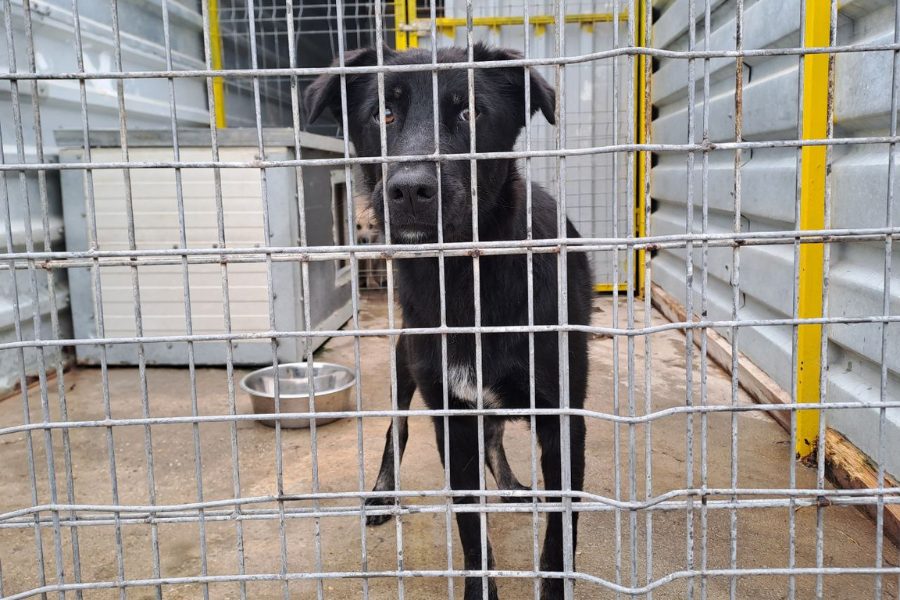 Schwarzer Hund schaut durch das Gitter im Zwinger in die Kamera