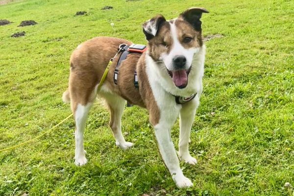 Hündin Ivana steht auf einer Wiese und schaut neugierig in die Kamera.