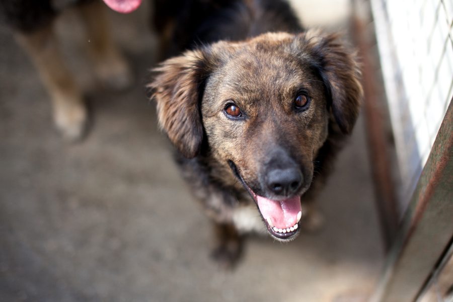 Brauner Hund mit Schlappohren schaut in die Kamera